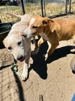 Alistair & Fred -  Australian Cattle Dog Blue Heeler and Yellow Labrador Retriever Dog for Adoption in Bend, Oregon - Alistair & Fred | PetCurious