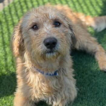 Rio A2284404 -  Mixed Breed Dog for Adoption in Los Angeles, California - Rio A2284404 | PetCurious