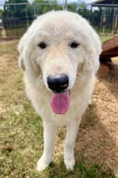 Gander -  Great Pyrenees Dog for Adoption in Maryville, Tennessee - Gander | PetCurious