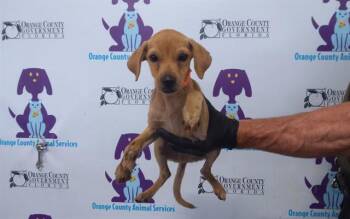 PIP -  Chihuahua and Mixed Breed Dog for Adoption in Orlando, Florida - PIP | PetCurious
