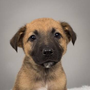 Husky and Australian Shepherd Dogs Available for Adoption in Minneapolis, Minnesota - Puddle | PetCurious