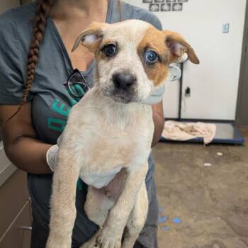 Zero -  Australian Cattle Dog Blue Heeler and Terrier Dog for Adoption in Hattiesburg, Mississippi - Zero | PetCurious