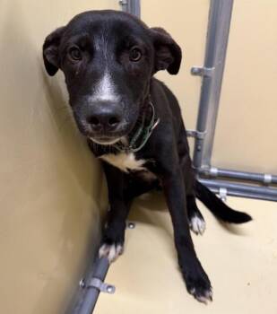 Mimzie -  Siberian Husky and Australian Cattle Dog Blue Heeler Dog for Adoption in Sioux City, Iowa - Mimzie | PetCurious