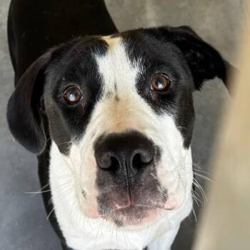 Moo -  Mixed Breed Dog for Adoption in Williston, Florida - Moo | PetCurious