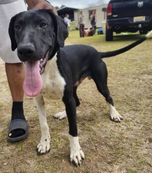 Pointer Dogs Available for Adoption - Trix | PetCurious
