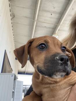 Jane - URGENT -  Labrador Retriever Dog for Adoption in Thousand Oaks, California - Jane - URGENT | PetCurious