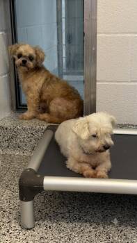 Lea and Bella- COMING SOON- Pair -  Maltese and Shih Tzu Dog for Adoption in Nashville, Tennessee - Lea And Bella- COMING SOON- Pair | PetCurious