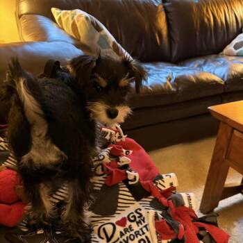 Schnauzer Dogs Available for Adoption - Rex D11069 | PetCurious