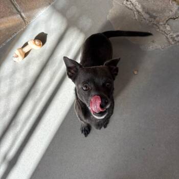 Ash -  Chihuahua Dog for Adoption in Goleta, California - Ash | PetCurious