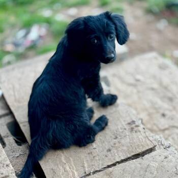 Dachshund and Mixed Breed Dogs Available for Adoption in Huntsville, Alabama - Sir Loin | PetCurious