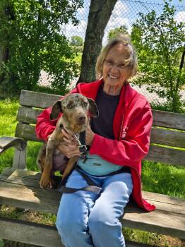 Catahoula Leopard Dog Dogs Available for Adoption in Elyria, Ohio - Milo | PetCurious