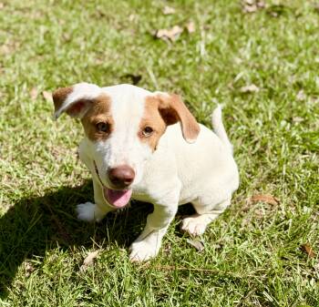 Tripp -  Basset Hound Dog for Adoption in Lucedale, Mississippi - Tripp | PetCurious