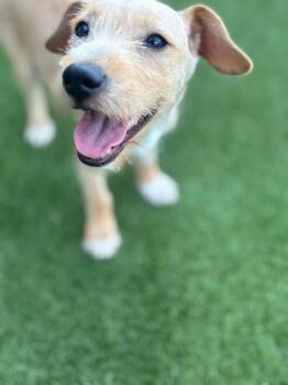 Cuervo -  Terrier Dog for Adoption in Dalton, Georgia - Cuervo | PetCurious