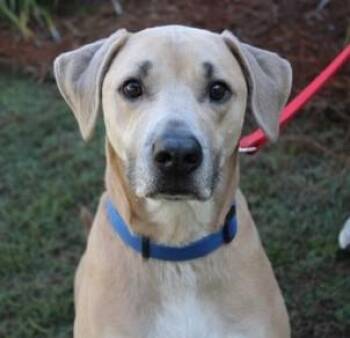 Labrador Retriever and Mixed Breed Dogs Available for Adoption - Daffy | PetCurious
