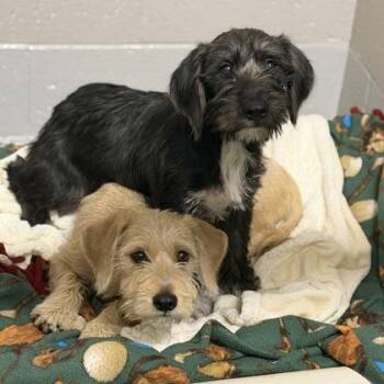 Dot Matrix -  Miniature Schnauzer Dog for Adoption in Sacramento, California - Dot Matrix | PetCurious