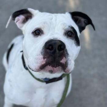 Rescue American Bulldog Dogs for Adoption in Phoenixville, Pennsylvania - Gus | PetCurious