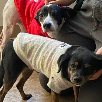 Truman -  Chihuahua and Mixed Breed Dog for Adoption in New York, New York - Truman | PetCurious