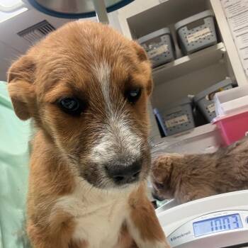 Shepherd and Mixed Breed Dogs Available for Adoption in Flagstaff, Arizona - Sisu | PetCurious