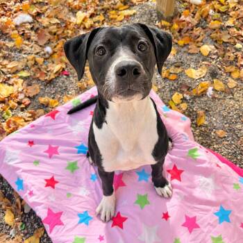 Gypsy -  Labrador Retriever and Mixed Breed Dog for Adoption in Hopkinton, Massachusetts - Gypsy | PetCurious