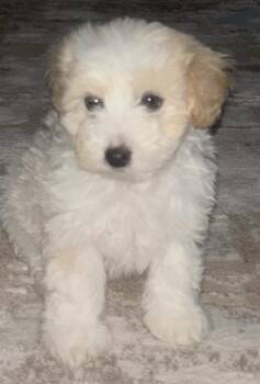Poodle and Goldendoodle Dogs Available for Adoption - Romeo | PetCurious