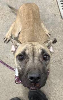 Gibbs -  Boxer Dog for Adoption in Cleveland, Ohio - Gibbs | PetCurious