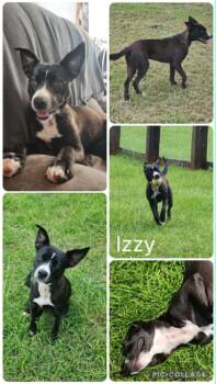 Izzy -  Border Collie and Boston Terrier Dog for Adoption in Enterprise, Alabama - Izzy | PetCurious