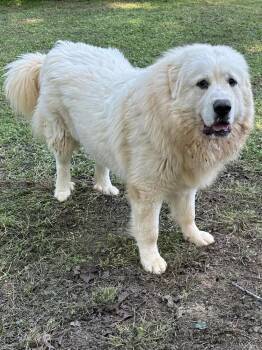 Maxwel - PLEASE READ ALL INFORMATION -  Great Pyrenees Dog for Adoption in Greenville, South Carolina - Maxwel - PLEASE READ ALL INFORMATION | PetCurious