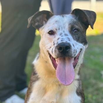 Rescue Mixed Breed Dogs for Adoption in Mebane, North Carolina - Tucker | PetCurious