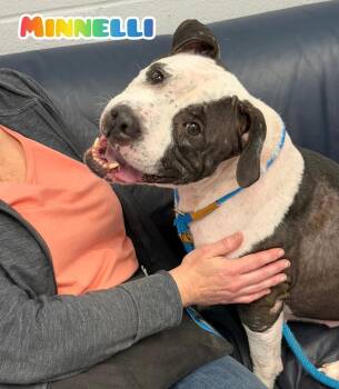 Mixed Breed Dogs Available for Adoption in Flint, Michigan - Minnelli | PetCurious