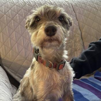 Willow -  Miniature Schnauzer Dog Available for Adoption in Closter, New Jersey - Willow | PetCurious