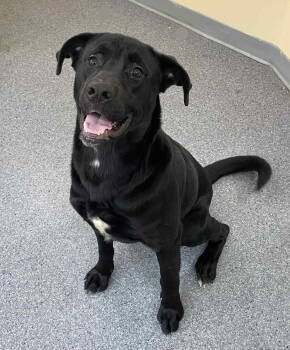 Rescue Terrier Dogs for Adoption in Covington, Virginia - Malachi | PetCurious