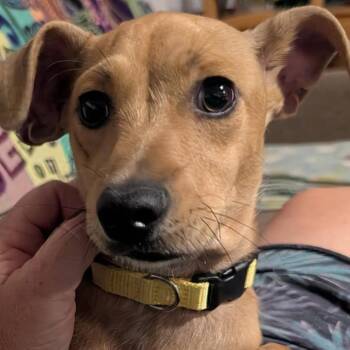Bodhi -  Mixed Breed Dog for Adoption in Las Cruces, New Mexico - Bodhi | PetCurious