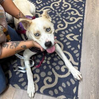 Peatrie -  Husky and Boxer Dog for Adoption in Lake Panasoffkee, Florida - Peatrie | PetCurious