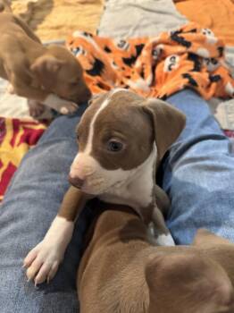 Mixed Breed Dogs Available for Adoption - Tribani | PetCurious