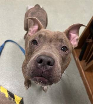RUBY -  Pit Bull Terrier Dog for Adoption in Boston, Massachusetts - RUBY | PetCurious
