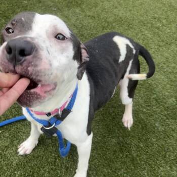 Mixed Breed Dogs Available for Adoption in Philadelphia, Pennsylvania - Bella Lee | PetCurious
