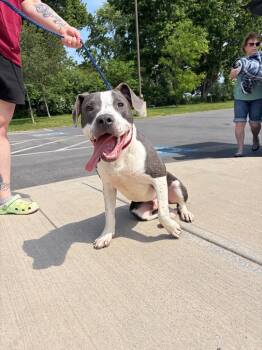 Philly Cheesesteak -  Pit Bull Terrier Dog for Adoption in Liverpool, New York - Philly Cheesesteak | PetCurious