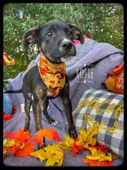 Rescue Mountain Cur Dogs for Adoption in Sebring, Florida - Rosie | PetCurious