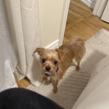 Remi -  Rat Terrier and Chihuahua Dog for Adoption - Remi | PetCurious
