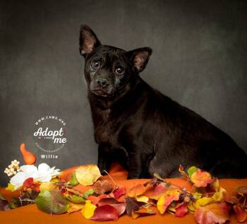 Rescue Chihuahua Dogs for Adoption in Millcreek, Utah - Willie | PetCurious