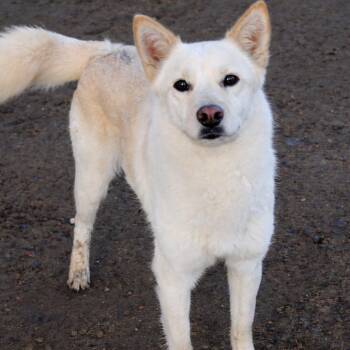 Retriever and Husky Dogs Available for Adoption - Greenglass In NH! Come Meet Our Adoptable Dogs Wed-Sat More Info | PetCurious