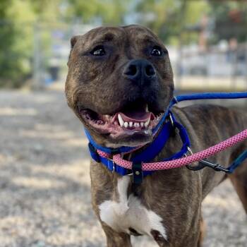 Rescue American Staffordshire Terrier and Boxer Dogs for Adoption in Northbrook, Illinois - Ruby Bristol | PetCurious