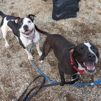 Mixed Breed Dogs Available for Adoption - Miracle | PetCurious