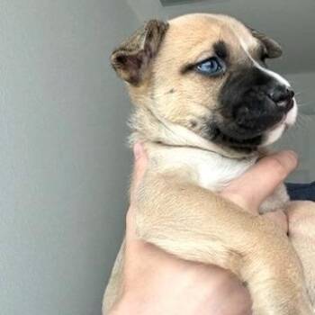 Fanta -  Pit Bull Terrier Dog for Adoption in Las Vegas, Nevada - Fanta | PetCurious