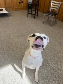 Cheyenne Rose -  Dogo Argentino Dog for Adoption in Findlay, Ohio - Cheyenne Rose | PetCurious