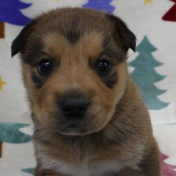 Lennie D11449 -  German Shepherd Dog Dog Available for Adoption - Lennie D11449 | PetCurious