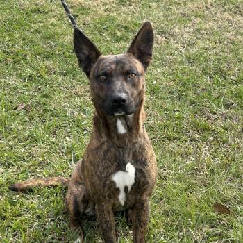 Cattle Dog Dogs Available for Adoption - Robert | PetCurious