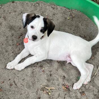 Quarter -  Cattle Dog Dog for Adoption in Portland, Oregon - Quarter | PetCurious