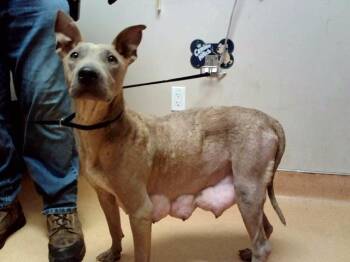 ADELE -  Pit Bull Terrier and Mixed Breed Dog for Adoption in Martinez, California - ADELE | PetCurious