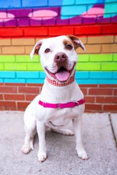 Pit Bull Terrier Dogs Available for Adoption in Charlotte, North Carolina - MARCY | PetCurious